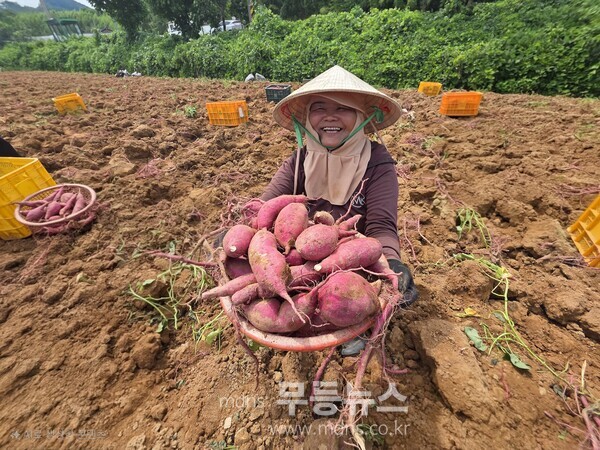 조기재배 고구마 진율미 수확