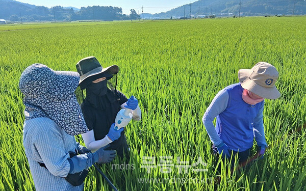 나주시는 7월 31일부터 8월 1일까지 2일간 국내로 날아드는 나방류 및 멸구류의 조기 발견에 대응하고자 관내 벼 병해충 발생 우심지역을 중심으로 합동예찰을 실시했다. (사진제공-나주시)