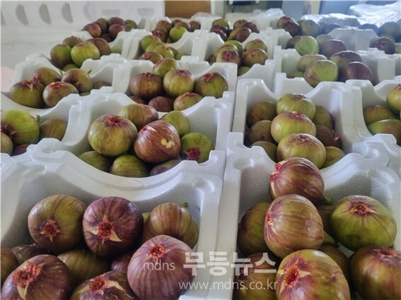 해남 시설무화과(자료사진)