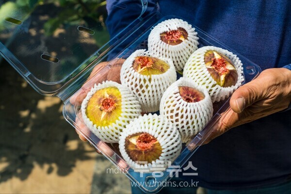 해남 시설무화과(자료사진)