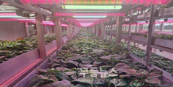 고구마 조직배양묘 분양