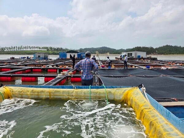 신안군,  조피볼락 14만 마리 긴급 방류