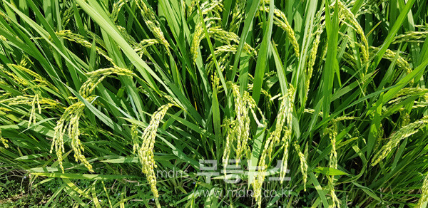 벼가 영글기 전  벼 병해충 중점방제를 해야 할 시가가 도래되었다. (자료사진)