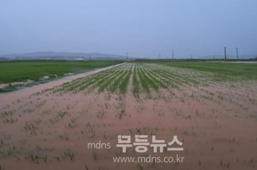 곡성군 집중호우 피해지역 벼 병해충 방제비 지원