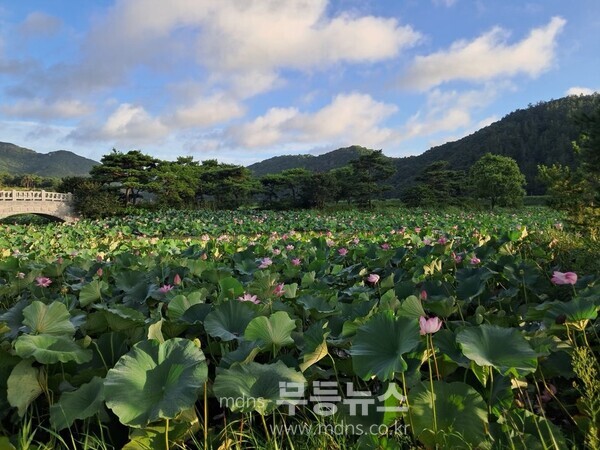 백수읍 보은강연꽃방죽, 여름 연꽃이 만개했다./영광군 제공