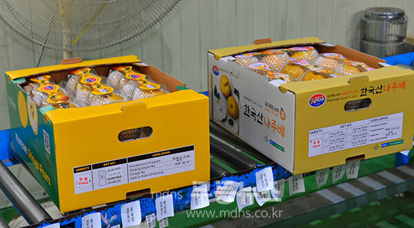 나주시가 2025년산 원황배 미국 수출 선적행사를 개최하고 있다 (사진촬영 / 조경륜)