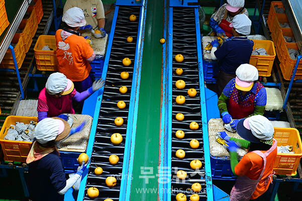 나주시가 2025년산 원황배 미국 수출 선적행사를 개최하고 있다 / 선별과정 (사진촬영 / 조경륜)