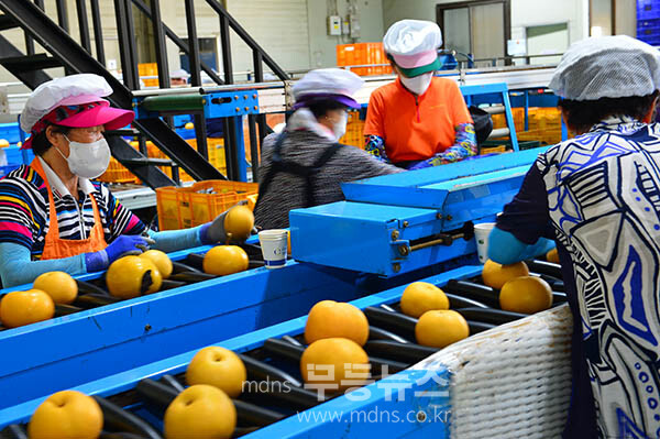나주시가 2025년산 원황배 미국 수출 선적행사를 개최하고 있다 / 선별과정 (사진촬영 / 조경륜)