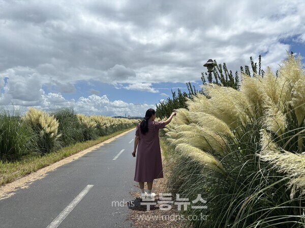 함평천 팜파스그라스 전경