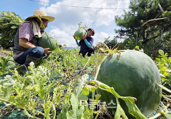 무등산 수박 재배 사진