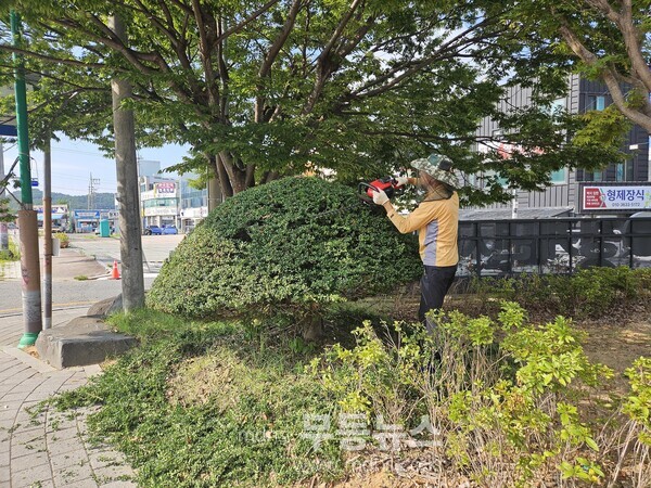 재능 기부하며 나무 전정하는 서복현 씨/무안군 제공