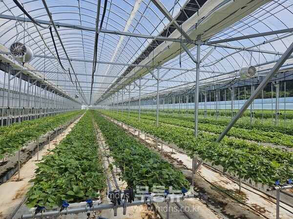 꽃눈분화 검경 모습, 딸기 꽃눈, 딸기 육묘장