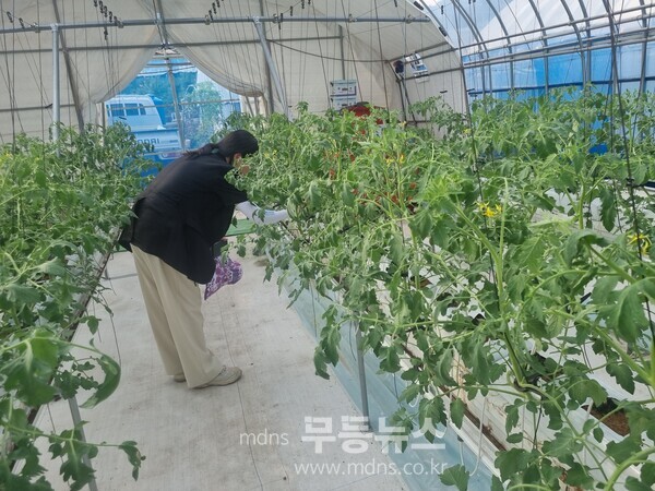 토마토뿔나방 예찰 사진(능주면)