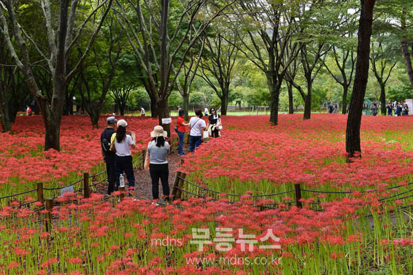불갑사 상사화 (조경륜 / 자료사진)