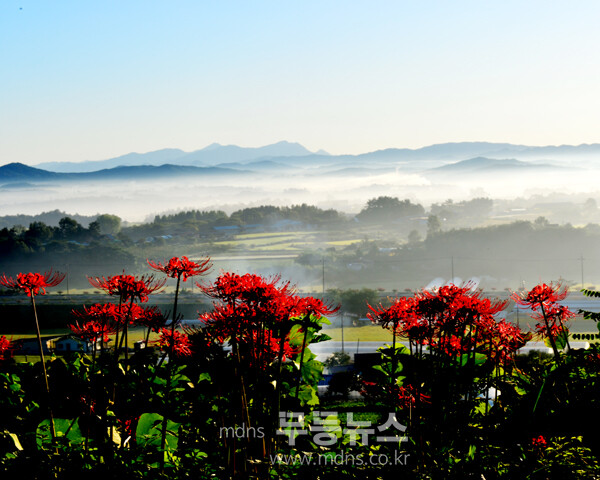 밀재에서 촬영한 상사화와 운해 (조경륜 / 자료사진)