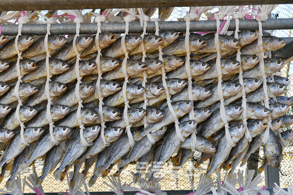 영광굴비 (조경륜 / 자료사진)