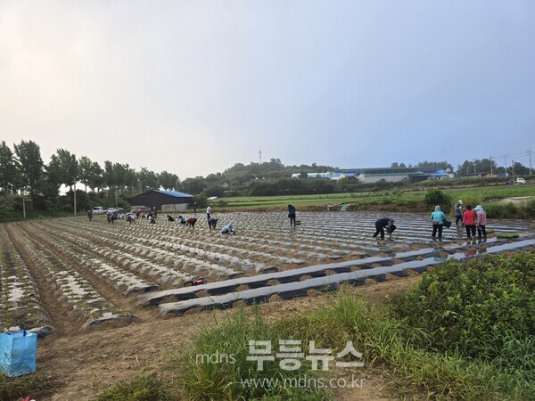 30일, 대동면, 한농연, 한여농 배추 정식 작업 사진/함평군 제공