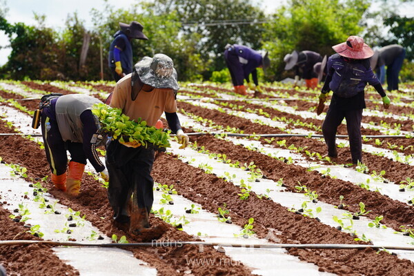 배추정식 (해남군 산이면) 