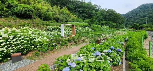자료사진_동적골 수국동산