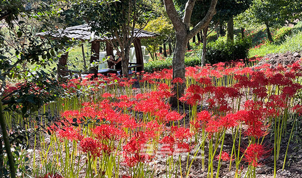 활짝피어난 꽃무릇 (진도군 제공)
