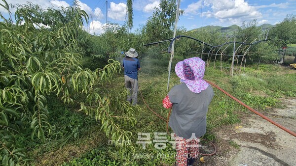 한천면의 한 복숭아 농가 부부가 복숭아 수확 후 과원을 방제하는 장면/화순군 제공