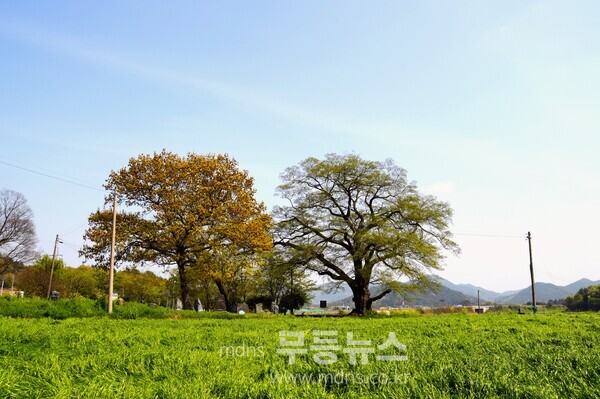 어산리 푸조나무/장흥군 제공