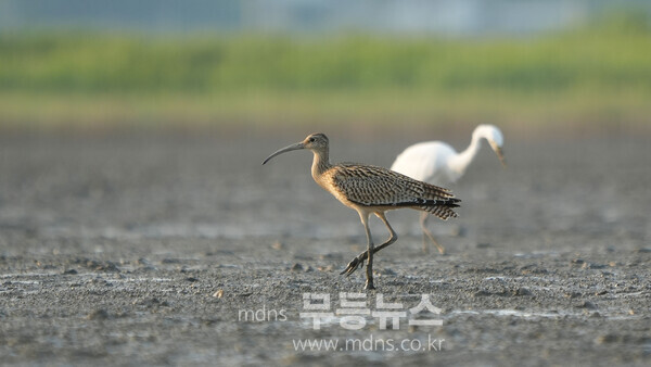 알락꼬리마도요