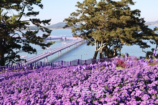 퍼플섬 아스타꽃