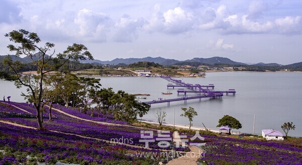 퍼플섬 아스타꽃/신안군 제공