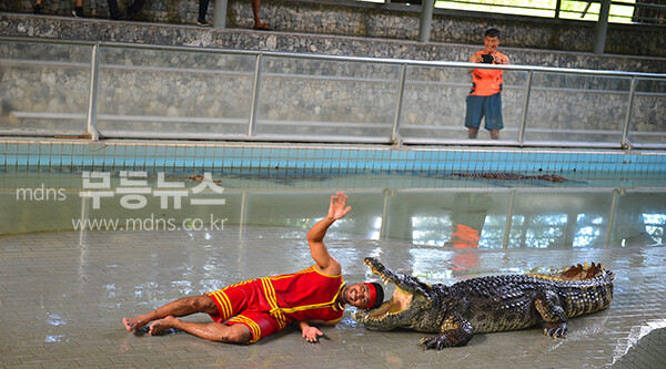 악어쇼 (사진촬영 / 조경륜)
