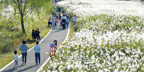 광주 유일 자연경관 ‘서창억새축제’ 한달 앞으로 /서구청 제공