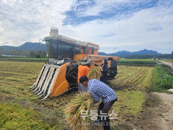 벼 수확중인 작천면 농업현장의 모습/강진군 제공
