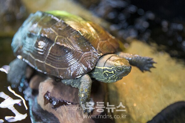 [영암군 자료사진] 남생이