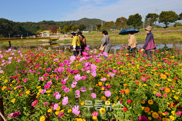 황룡강 가을꽃 축제 (조경륜 /자료사진)