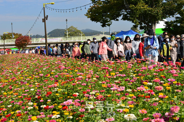 황룡강 가을꽃 축제 (조경륜 /자료사진)