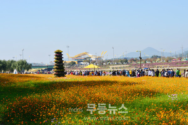 황룡강 가을꽃 축제 (조경륜 /자료사진)