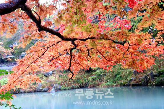 백양사 가을 단풍 (조경륜 / 자료사진)