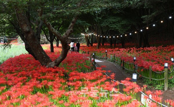 불갑산 '상사화축제장' 일대에 상사화가 만개했다./무등뉴스 유진석