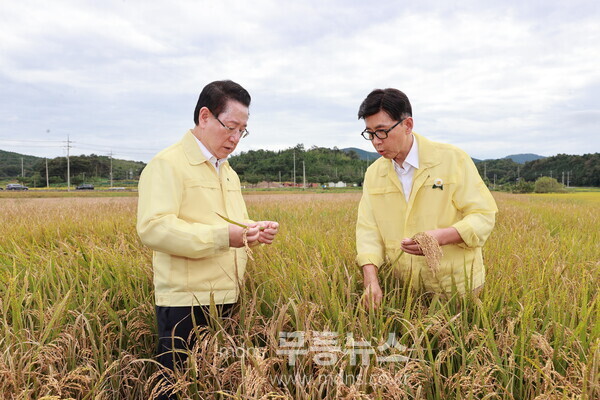 김철우 보성군수·김영록 전남도지사, 벼 깨씨무늬병 피해 현장 점검_미력면 피해 현장에서 김철우 보성군수(오른쪽)와 김영록 전라남도지사(왼쪽)가 벼 깨씨무늬병 병해를 점검하고 있다./보성군 제공