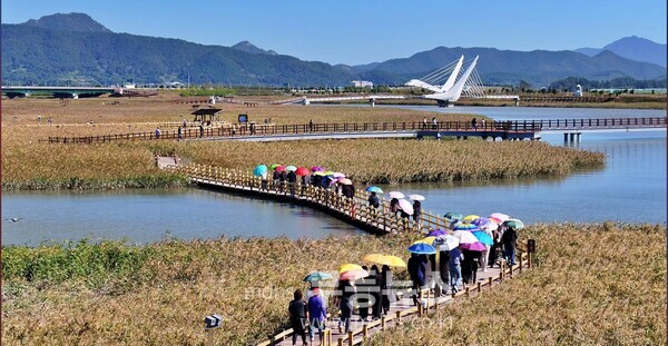 관광객들이 강진만 갈대밭을 거닐고 있다./강진군 제공