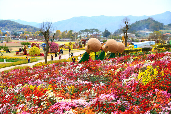 2025 화순 고인돌 가을꽃 축제