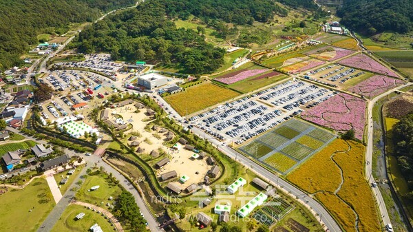 2024 화순 고인돌 가을꽃 축제장 풍경.