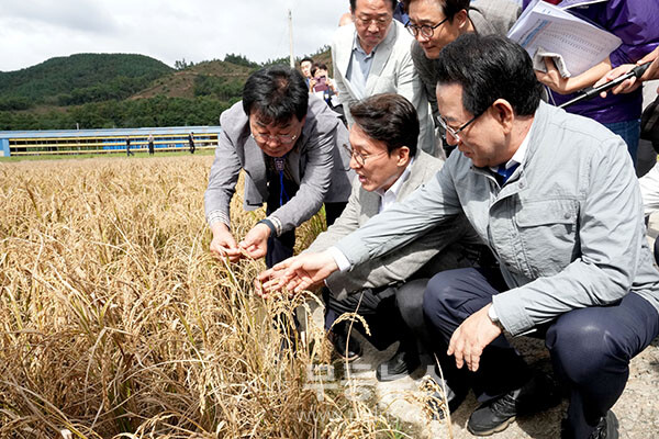 김민석 국무총리와 김영록 전라남도지사가 7일 오후 벼 깨씨무늬병 피해지역 현장인 장흥군 안양면 해창리 일원을 방문, 피해 현황을 살펴보고 있다. (전남도 제공)
