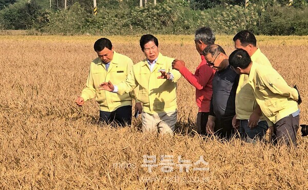 공영민 고흥군수, 벼‘깨씨무늬병’ 피해 현장 점검… 확산 방지 총력 대응/고흥군 제공