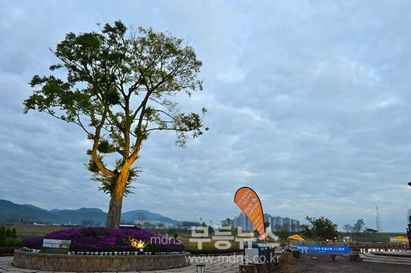 9일 아침 촬영한 영산강 정원 (사진촬영 /사진작가 조경륜}