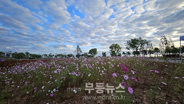 9일 아침 촬영한 영산강 정원 (사진촬영 /사진작가 조경륜}