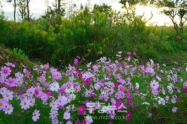 9일 아침 촬영한 영산강 정원 (사진촬영 /사진작가 조경륜}