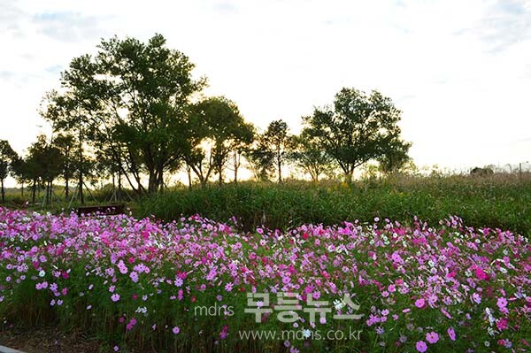 9일 아침 촬영한 영산강 정원 (사진촬영 /사진작가 조경륜}