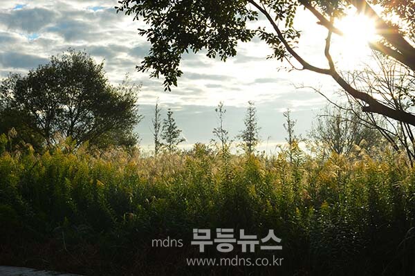 9일 아침 촬영한 영산강 정원 (사진촬영 /사진작가 조경륜}