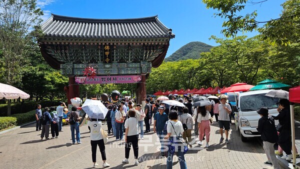 영광불갑산상사화축제/영광군 제공